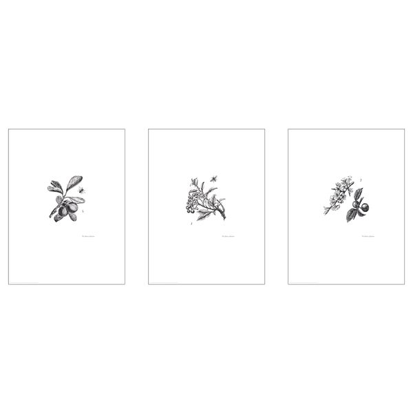 Постер, Плоды и цветы, 30x40 см IKEA DRÖMBILD ДРЁМБИЛЬД 804.361.83 - фото 1