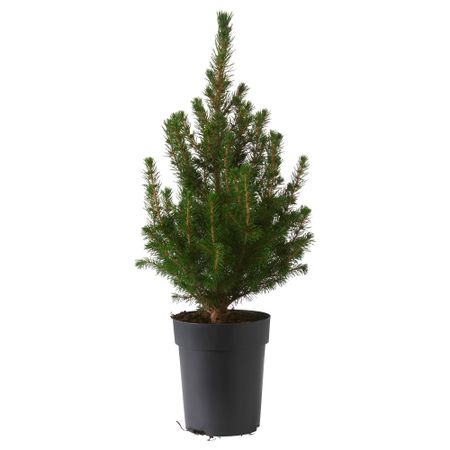 Растение в горшке PICEA GLAUCA CONICA, белая ель (15 см)