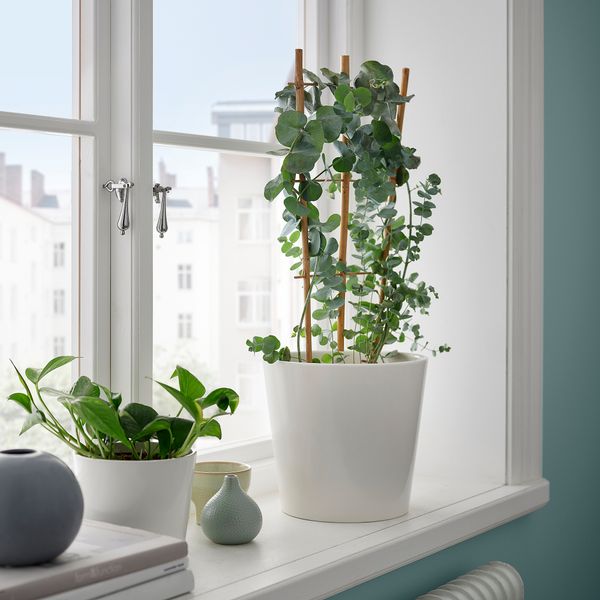 Растение в горшке, эвкалипт, 17 см IKEA EUCALYPTUS 806.041.38 - фото 2