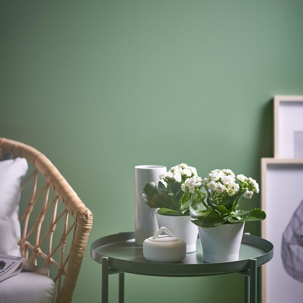 Растение в горшке, Каланхоэ разные цвета, 9 см IKEA КАЛАНХОЭ КАЛАНДИВА 004.284.03 - фото 3