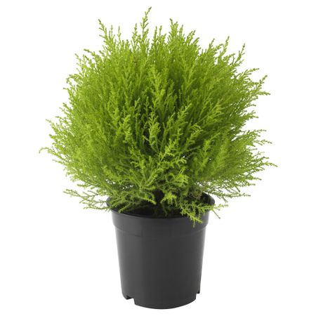 Растение в горшке CUPRESSUS MACROCARPA, кипарис, шар (17 см)