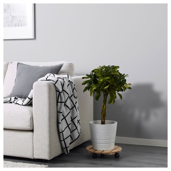 Растение в горшке FICUS MICROCARPA MOCLAME (17 см) - схема-чертеж с размерами