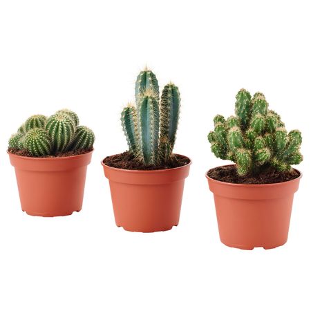 Растение в горшке, различные растения 15 см IKEA CACTACEAE КАКТУС 303.504.88