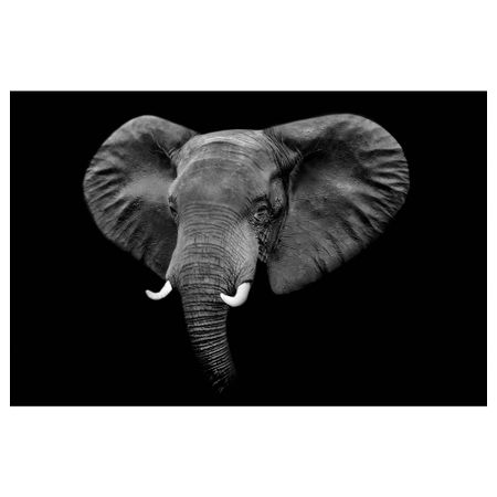 Картина, 118x78 см, Masikio noir IKEA PJÄTTERYD ПЬЕТТЕРИД 405.681.18