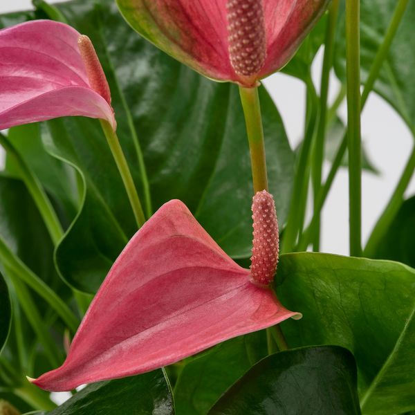 Растение в горшке, Антуриум разные цвета, 17 см IKEA ANTHURIUM АНТУРИУМ 006.041.37 - фото 2