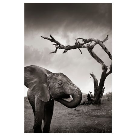 Постер НОРРХАССЕЛ, Слон (61x91 см)