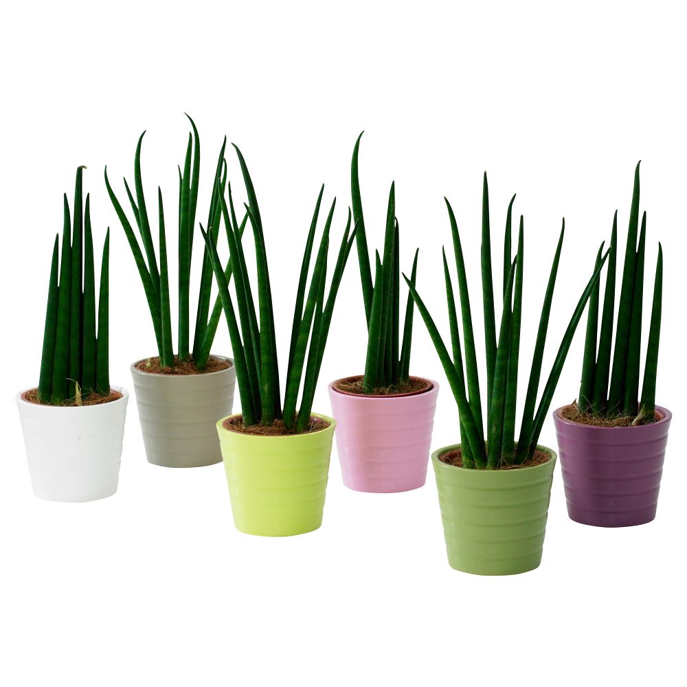 Комнатное растение в горшке SANSEVIERIA, Сансевиерия (6 см) - схема-чертеж с размерами
