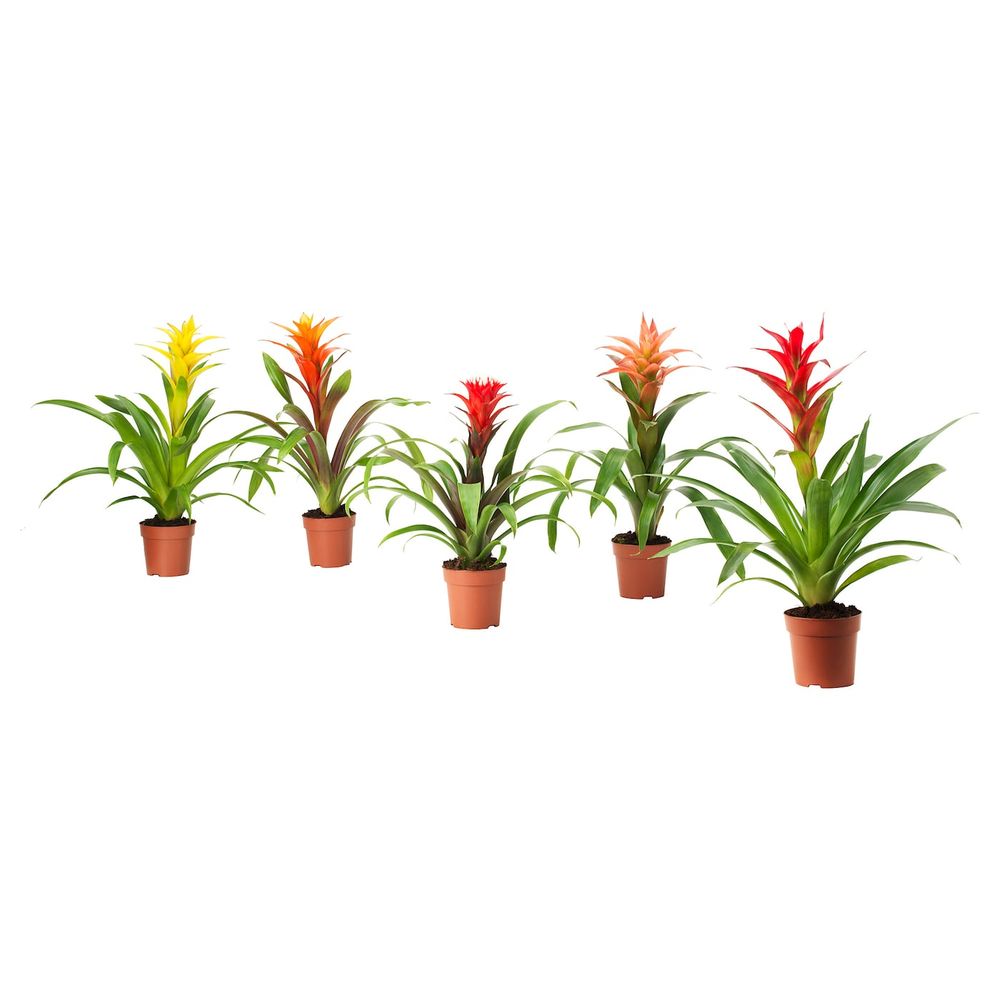 Растение в горшке, Бромелия/различные растения 12 см IKEA BROMELIACEAE БРОМЕЛИЯ 903.808.97 - фото 1