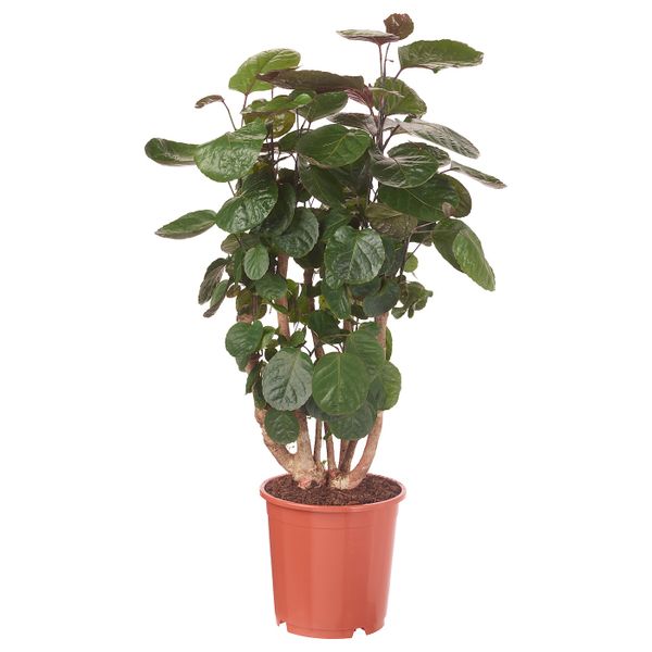 Растение в горшке 24 см IKEA POLYSCIAS FABIAN ПОЛИСЦИАС ФАБИАН 103.874.16 - фото 1