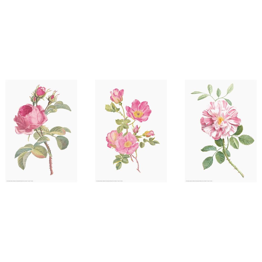 Набор постеров,3шт, Цветы 21x30 см IKEA EDELVIK ЭДЕЛВИК 804.901.51 - фото 1