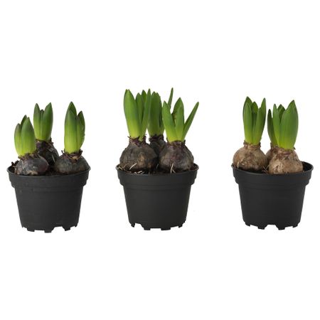 Растение в горшк, 3 лквц HYACINTHUS, Гиацинт разные цвета (12 см)