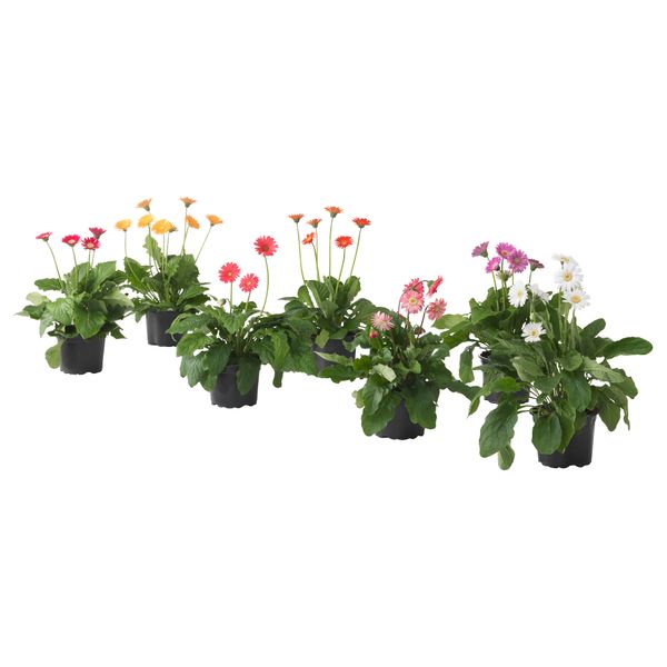 Растение в горшке ГЕРБЕРА, различные растения (17 см) - схема-чертеж с размерами