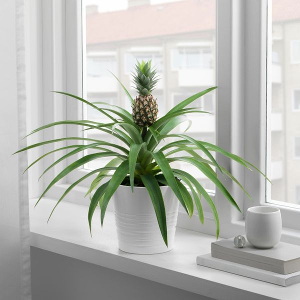 Растение в горшке, Ананас 12 см IKEA ANANAS АНАНАС 905.007.72 - фото 2
