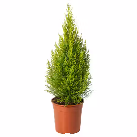 CUPRESSUS MACROCARPA Растение в горшке