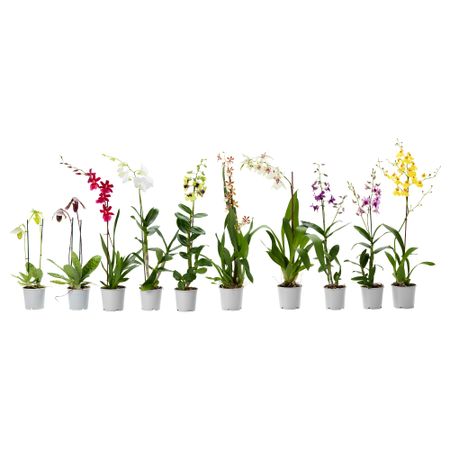 Растение в горшке ORCHIDACEAE, Орхидея, различные растения (12 см)