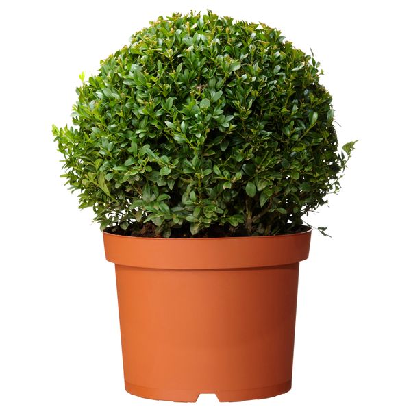 Растение в горшке BUXUS SEMPERVIRENS, самшит, шар (21 см) - схема-чертеж с размерами