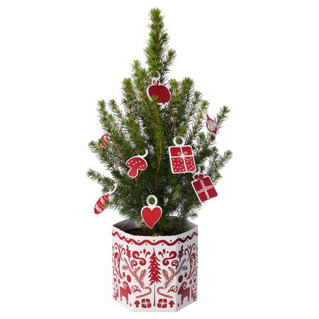 Комнатное растение в горшке, 13 см IKEA ПИЦЕЯ ГЛАУКА КОНИКА 904.511.68