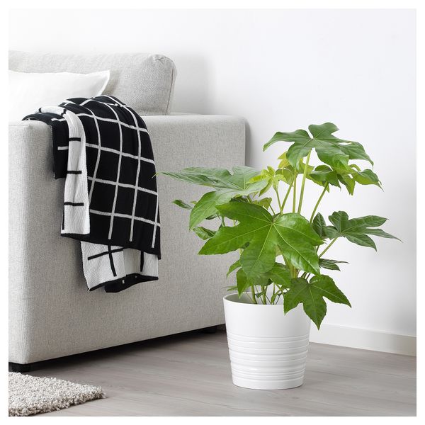 Растение в горшке ФАТСИЯ ЯПОНСКАЯ, Фатсия японская (17 см) - фото 3