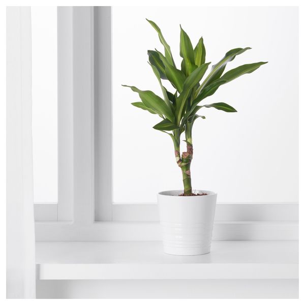 Растение в горшке DRACAENA МARGINATA, Драцена окаймленная, 1 стебель (10.5 см) - схема-чертеж с размерами