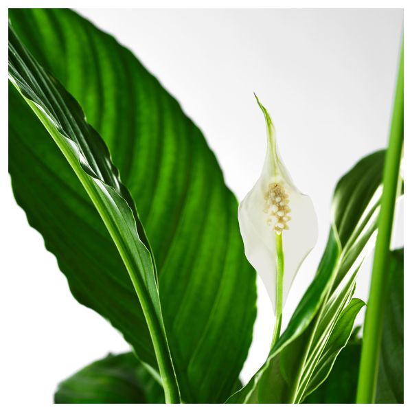 Растение в горшке SPATHIPHYLLUM, Спатифиллум (17 см) - фото 2