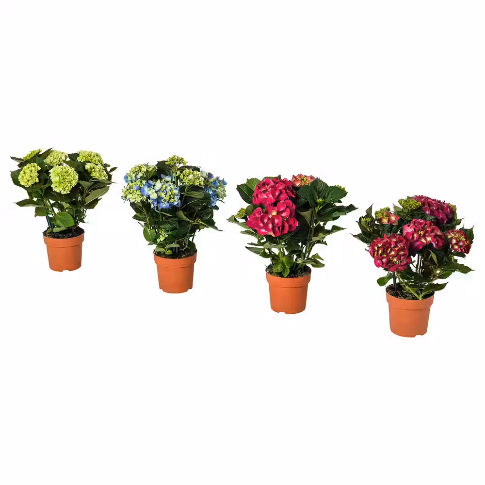 HYDRANGEA Растение в горшке - фото 1