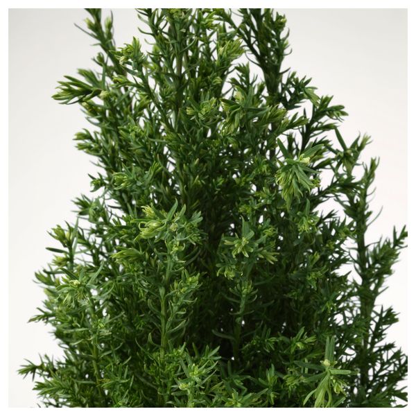 Растение в горшке CHAMAECYPARIS, Кипарисовик различные растения (10.5 см) - схема-чертеж с размерами