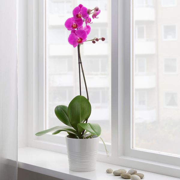 Растение в горшке, Орхидея/1 стебель 12 см IKEA PHALAENOPSIS ФАЛЕНОПСИС 104.448.98 - фото 2