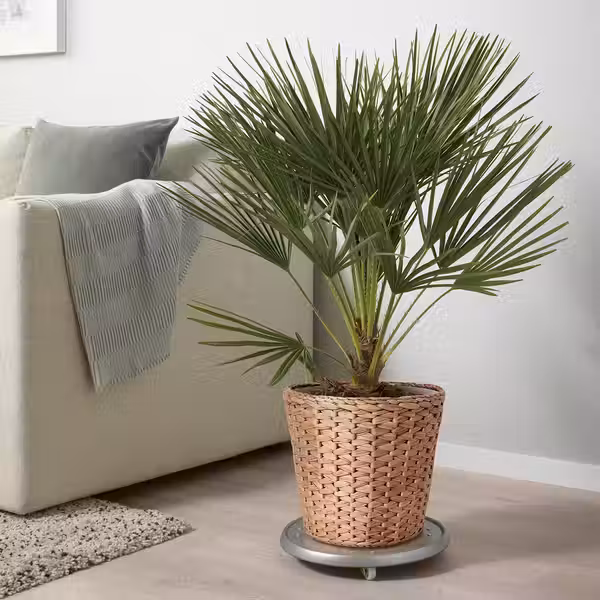 FRIDFULL Кашпо - водный гиацинт 24 см - фото 2