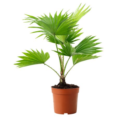 Растение в горшке LIVISTONA ROTUNDIFOLIA, Ливистона (12 см)