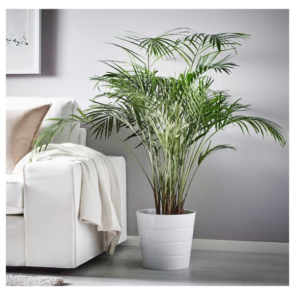 Растение в горшке, Хризалидокарпус желтоватый 24 см IKEA DYPSIS LUTESCENS ДИПСИС ЖЕЛТОВАТЫЙ 303.719.14 - фото 1