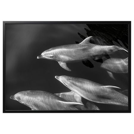 Картина с рамой, 140x100 см, дельфины, черный IKEA BJÖRKSTA БЬЁРКСТА 394.716.12