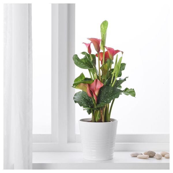 Растение в горшке, Зантедеския/различные растения 14 см IKEA ЗАНТЕДЕСКИЯ 503.927.84 - фото 2