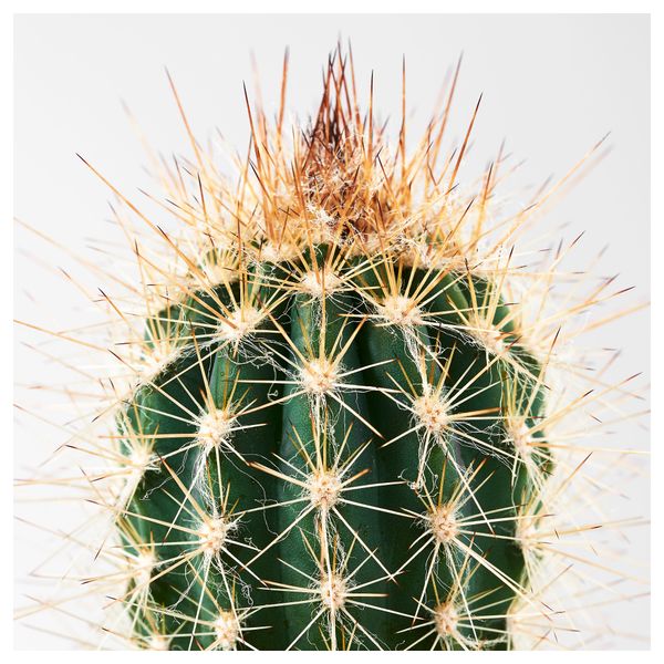 Комнатное растение в горшке CACTACEAE, кактус, различные растения (6 см) - схема-чертеж с размерами