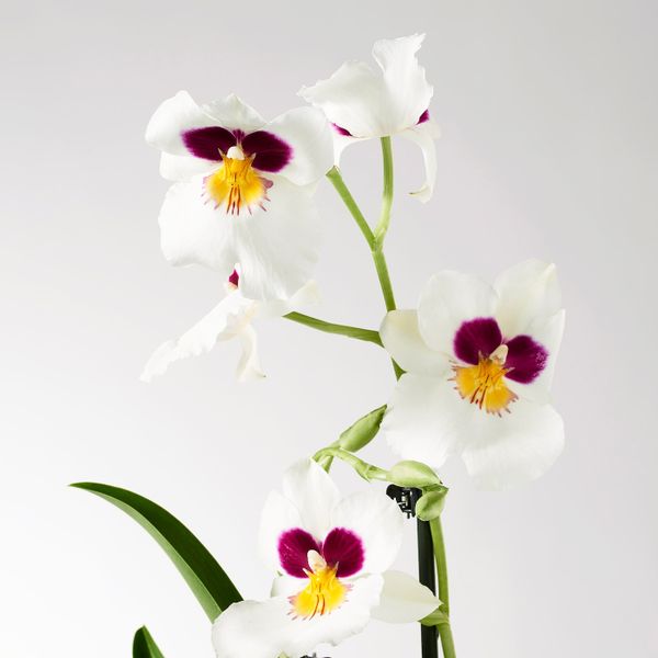 Растение в горшке, Орхидея/1 стебель 12 см IKEA PHALAENOPSIS ФАЛЕНОПСИС 104.448.98 - схема-чертеж с размерами