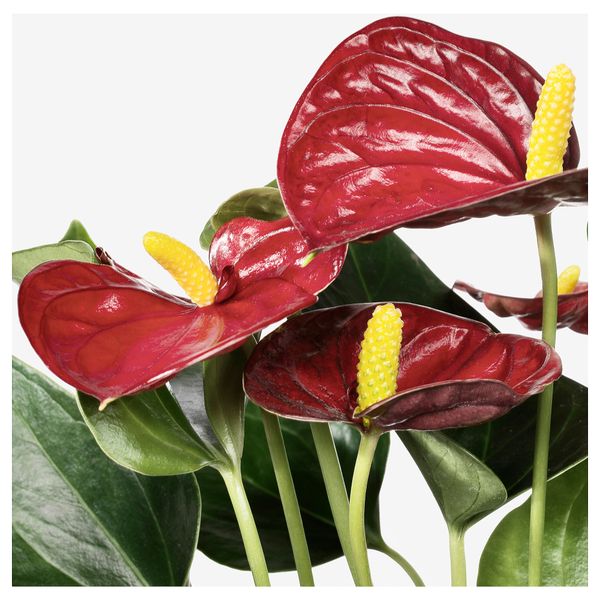 IKEA, дополнительный ракурс - схема-чертеж с размерами