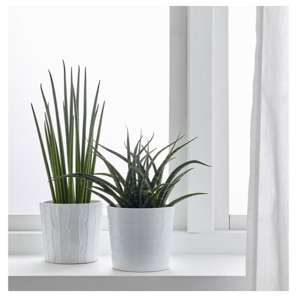 Растение в горшке, различные растения 12 см IKEA SANSEVIERIA САНСЕВИЕРИЯ 203.719.62 - фото 4