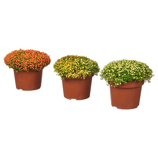 Растение в горшке IKEA NERTERA GRANADENSIS 206.041.36 - фото 1