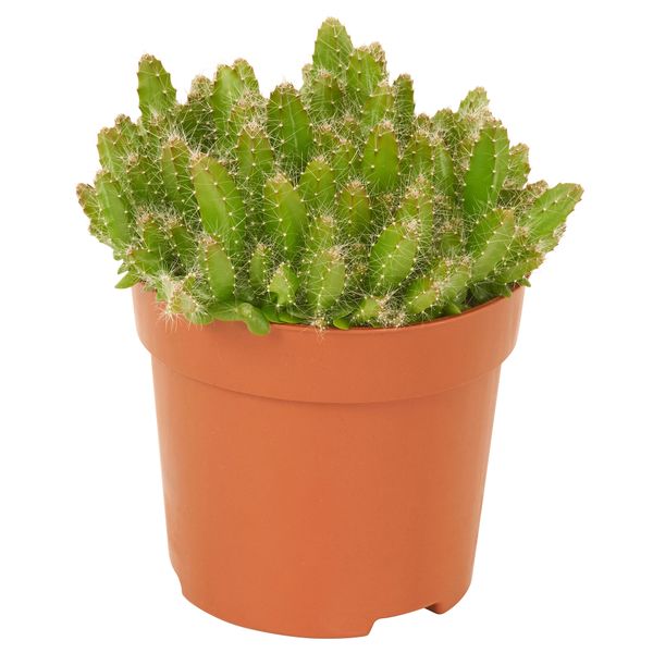 Растение в горшке, 10.5 см, Царица ночи IKEA HYLOCEREUS UNDATUS 805.554.25 - фото 1