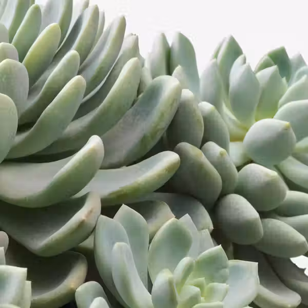 SUCCULENT Растение в горшке - различные растения 15 см - фото 5