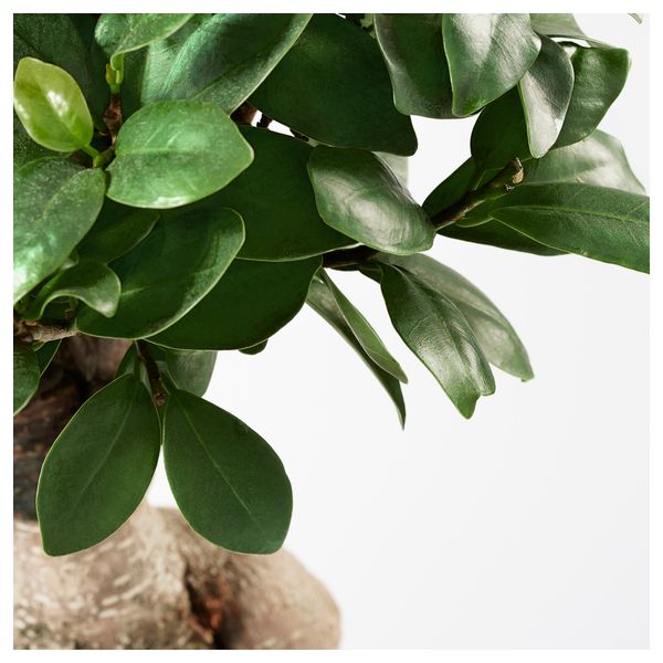 Комнатное растение в горшке FICUS MICROCARPA GINSENG, бонсай, разные цвета (22 см) - схема-чертеж с размерами