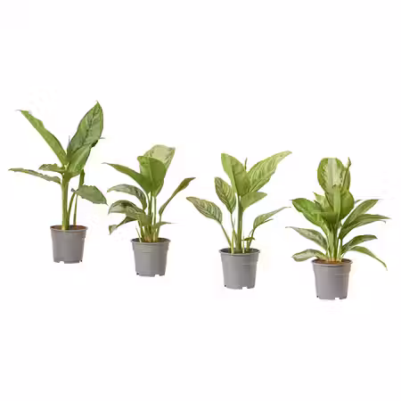 AGLAONEMA АГЛАОНЕМА Растение в горшке 17 см