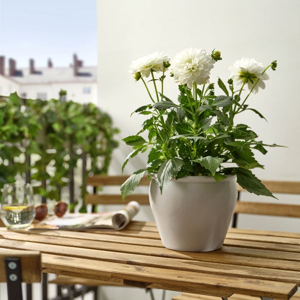 Растение в горшке, Георгин разные цвета, 17 см IKEA DAHLIA 305.923.88 - фото 3