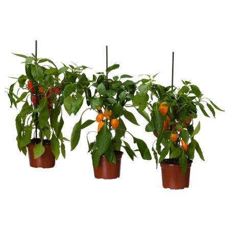 Растение в горшке IKEA CAPSICUM ANNUUM 405.471.16