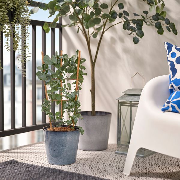 Растение в горшке, эвкалипт, 17 см IKEA EUCALYPTUS 806.041.38 - фото 3