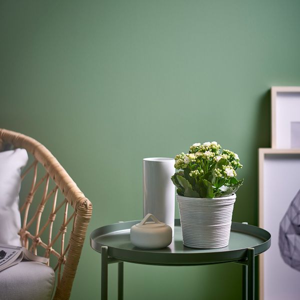 Растение в горшке, Каланхоэ Блосфельда 12 см IKEA KALANCHOE КАЛАНХОЭ 203.719.19 - фото 3