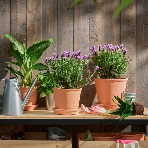 Растение в горшке, 15 см, лаванда IKEA LAVANDULA 405.746.33 - фото 4