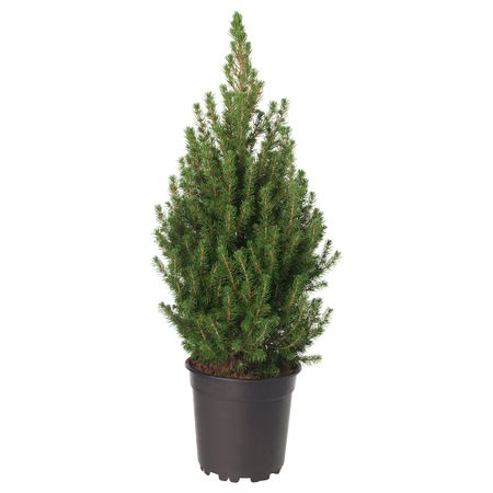 Растение в горшке, 23 см, белая ель IKEA PICEA GLAUCA CONICA 005.636.22