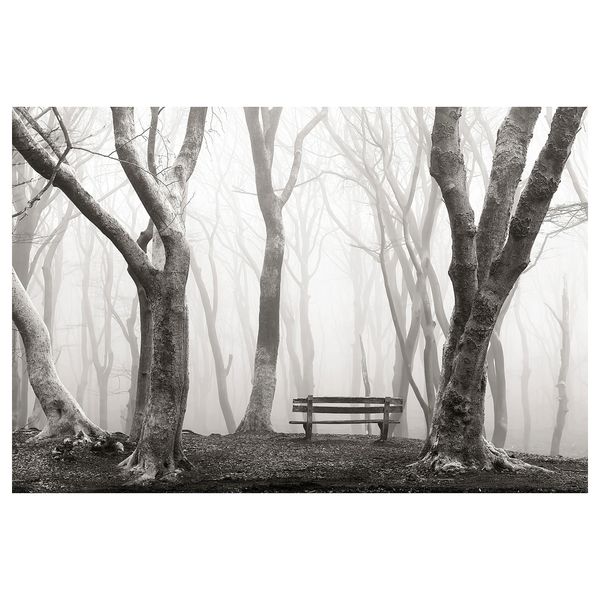 Постер НОРРХАССЕЛ, жизнь леса (91x61 см) - фото 1