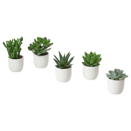 Комнатное растение в горшке IKEA SUCCULEN ЛЕНT СУККУЛЕНТЫ 005.644.43