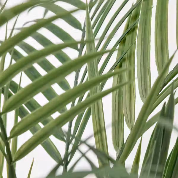 FEJKA Искусственное растение в горшке - д/дома/улицы Хризалидокарпус желтоватый 12 см - схема-чертеж с размерами